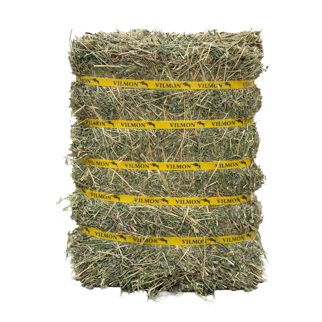 Alfalfa Vilmon